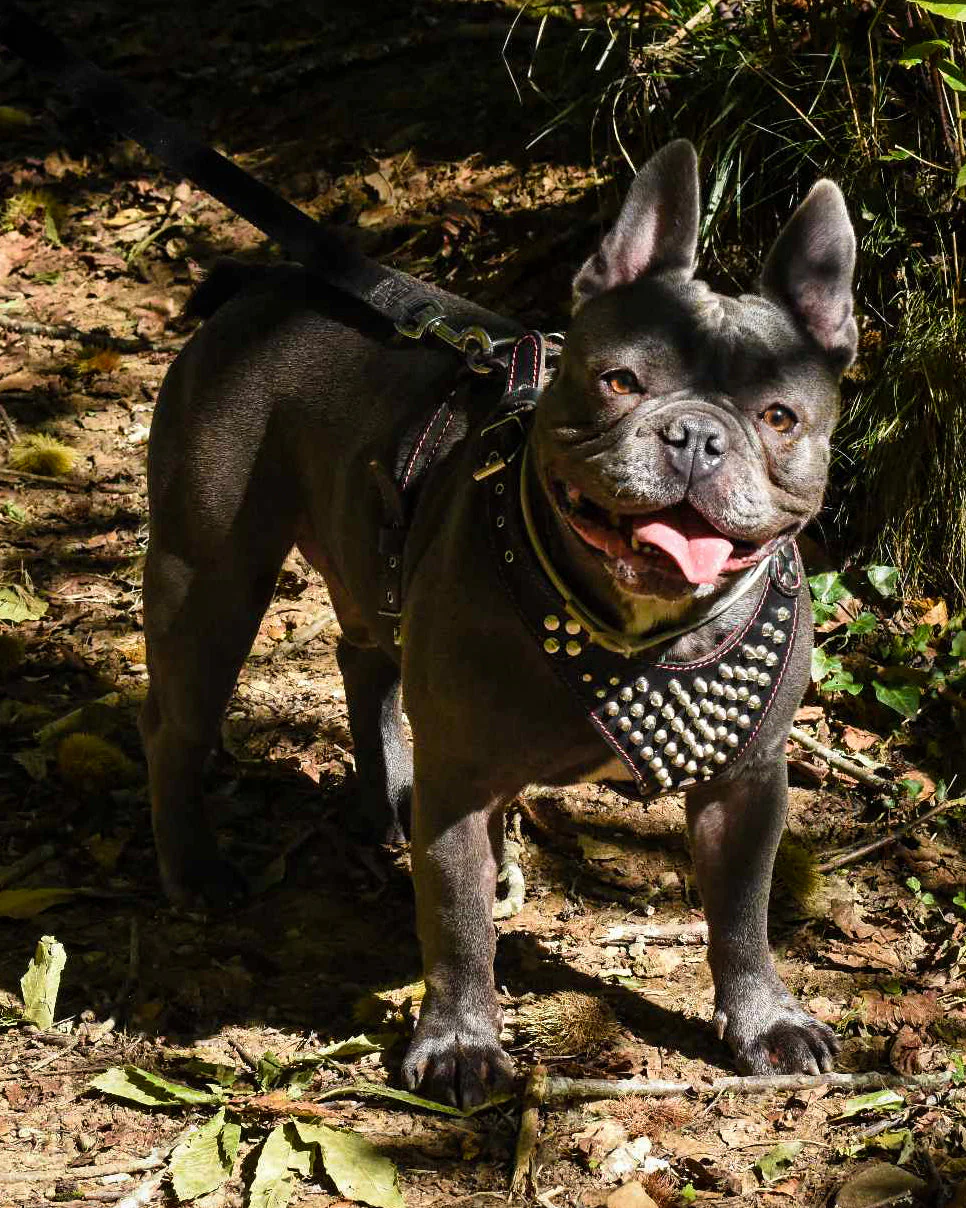 ''Frenchie'' studded leather harness Small to Medium Size - Image 2
