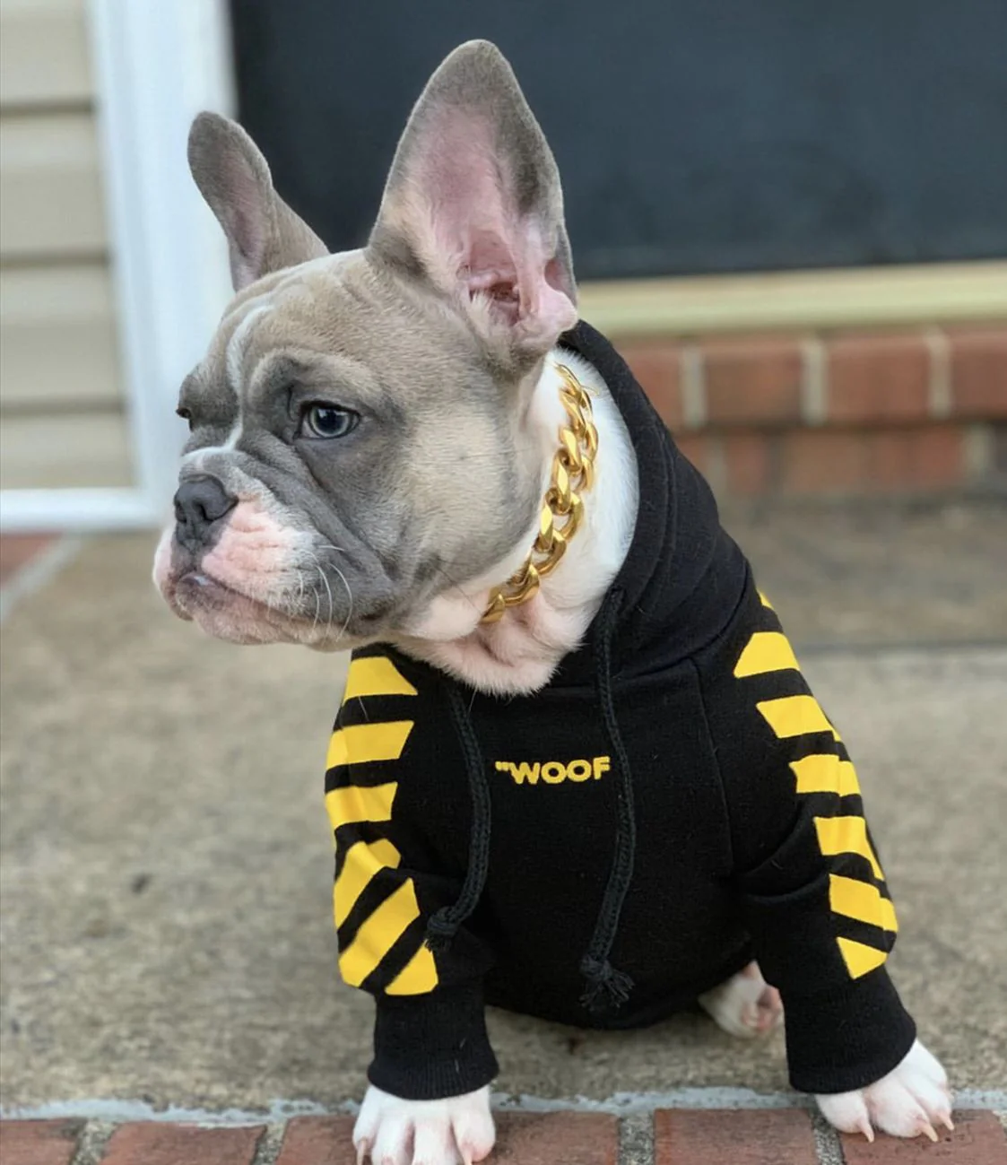 Fresh Pawz Woof Dog Hoodie - Image 13