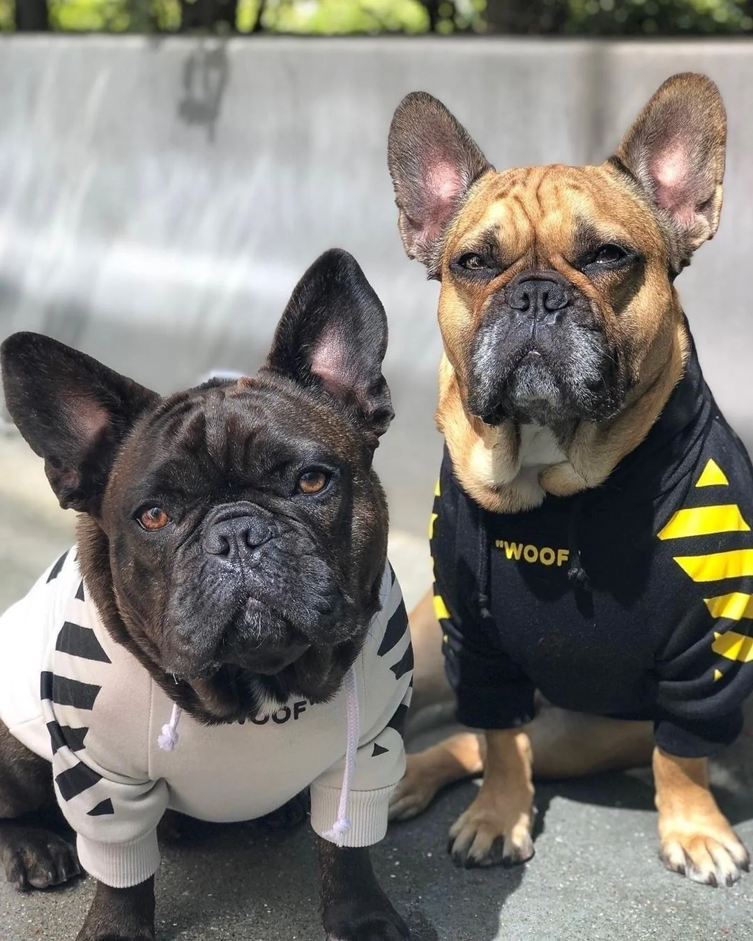 Fresh Pawz Woof Dog Hoodie - Image 15