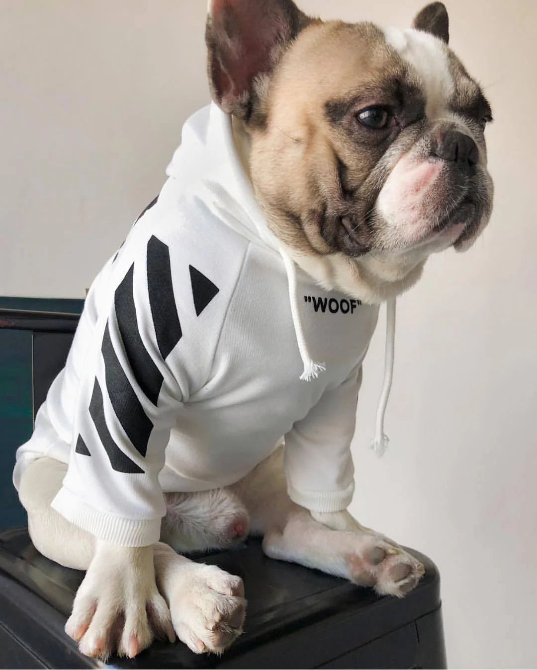 Fresh Pawz Woof Dog Hoodie - Image 16