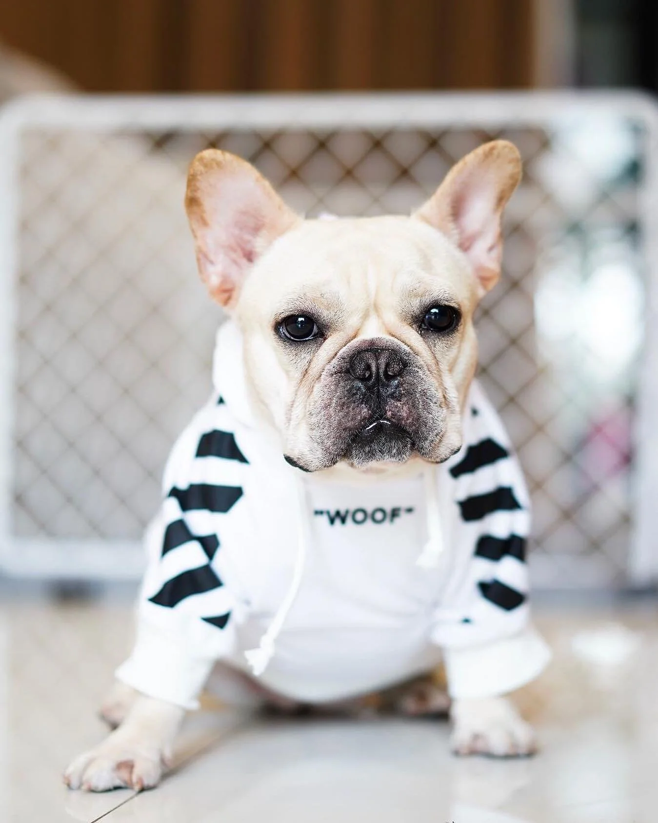 Fresh Pawz Woof Dog Hoodie - Image 19