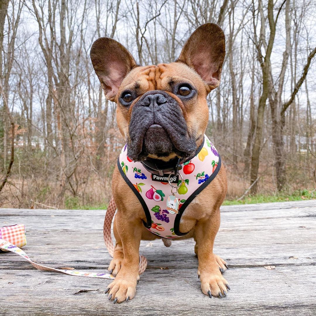 Frootie Patootie Leash Kit - Image 2