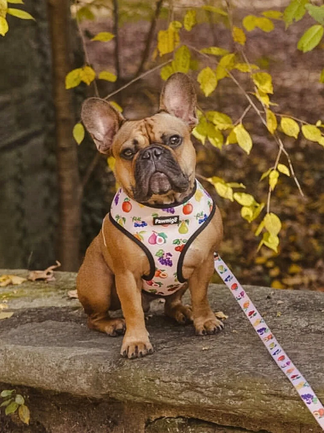 Frootie Patootie Leash Kit - Image 3
