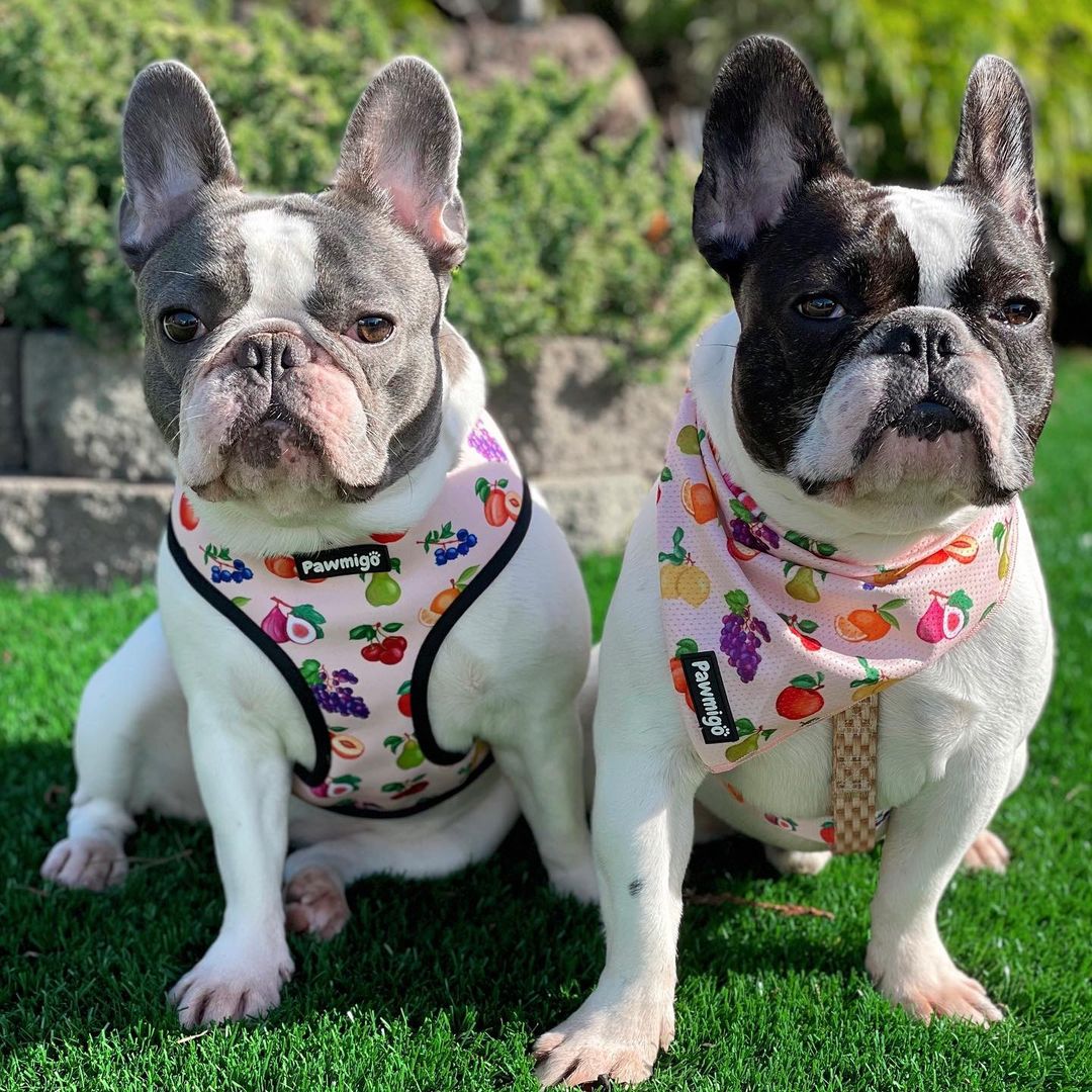 Frootie Patootie Reversible Harness - Image 4