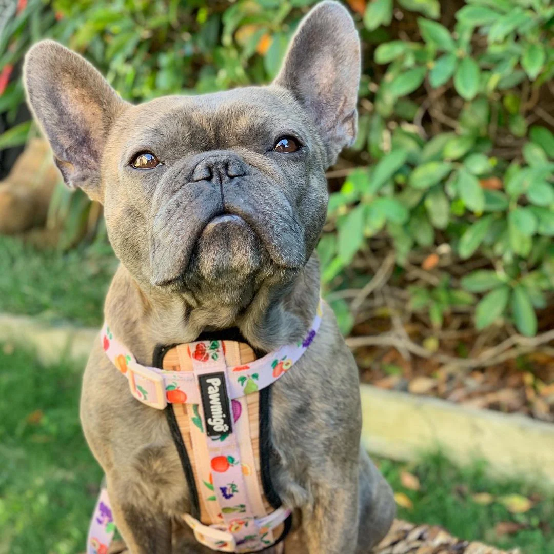 Frootie Patootie X-Fit Harness - Image 2
