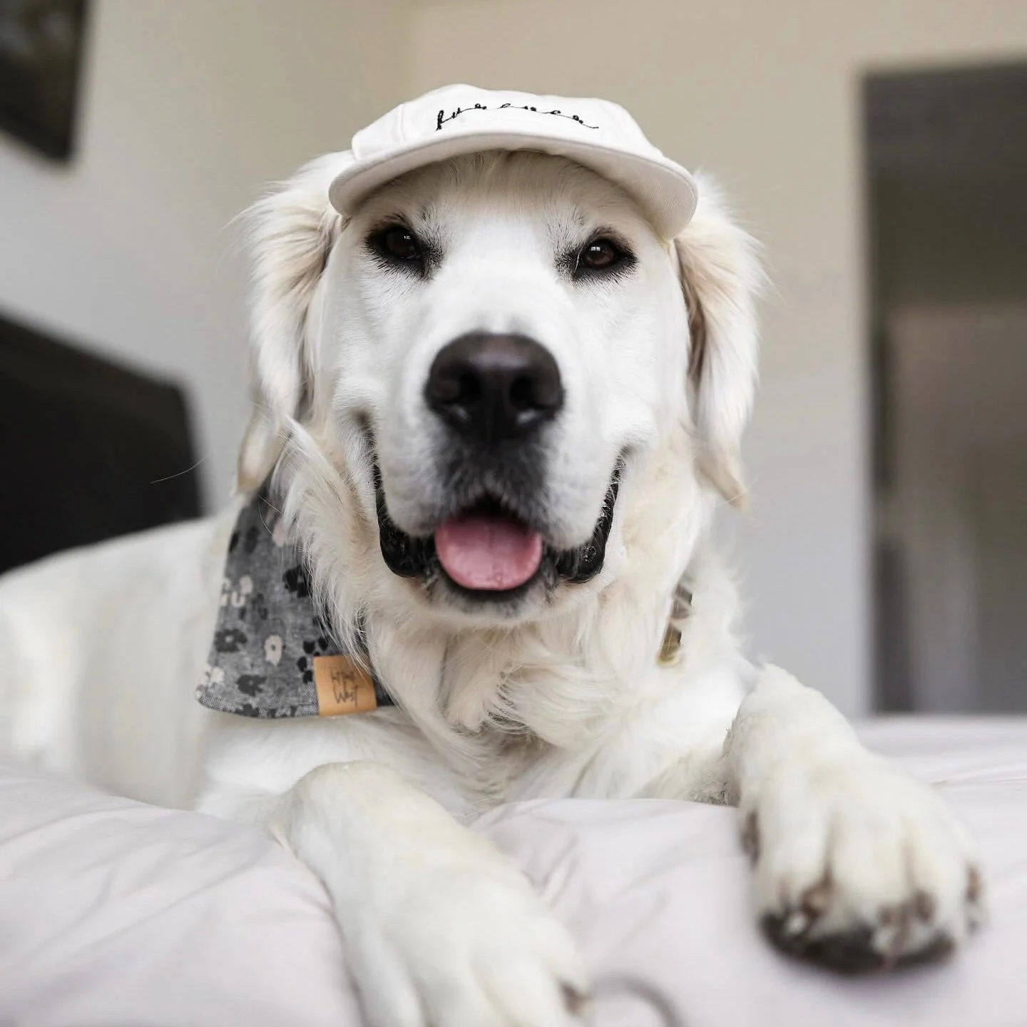 Furever Pet Hat - Image 5