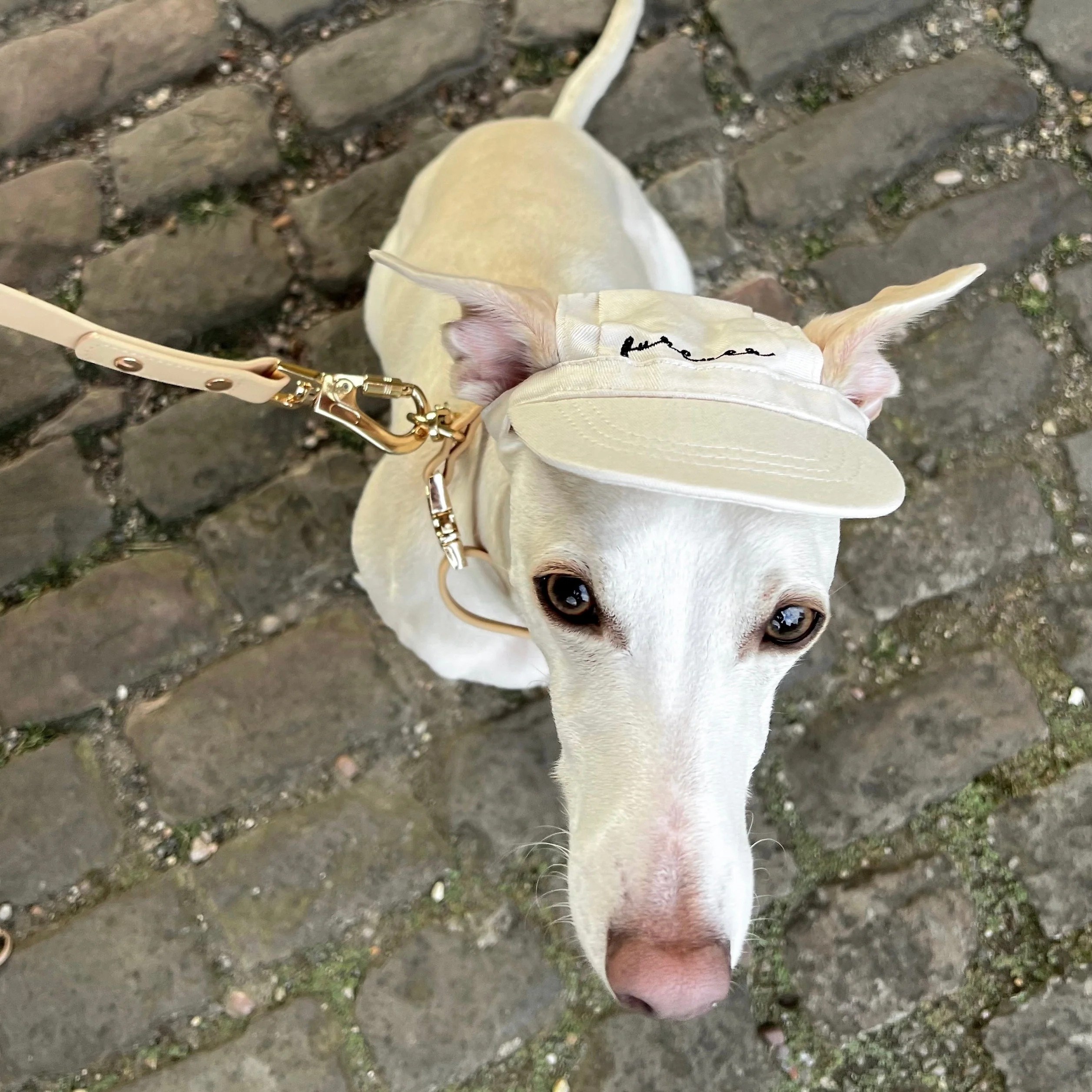 Furever Pet Hat - Image 6