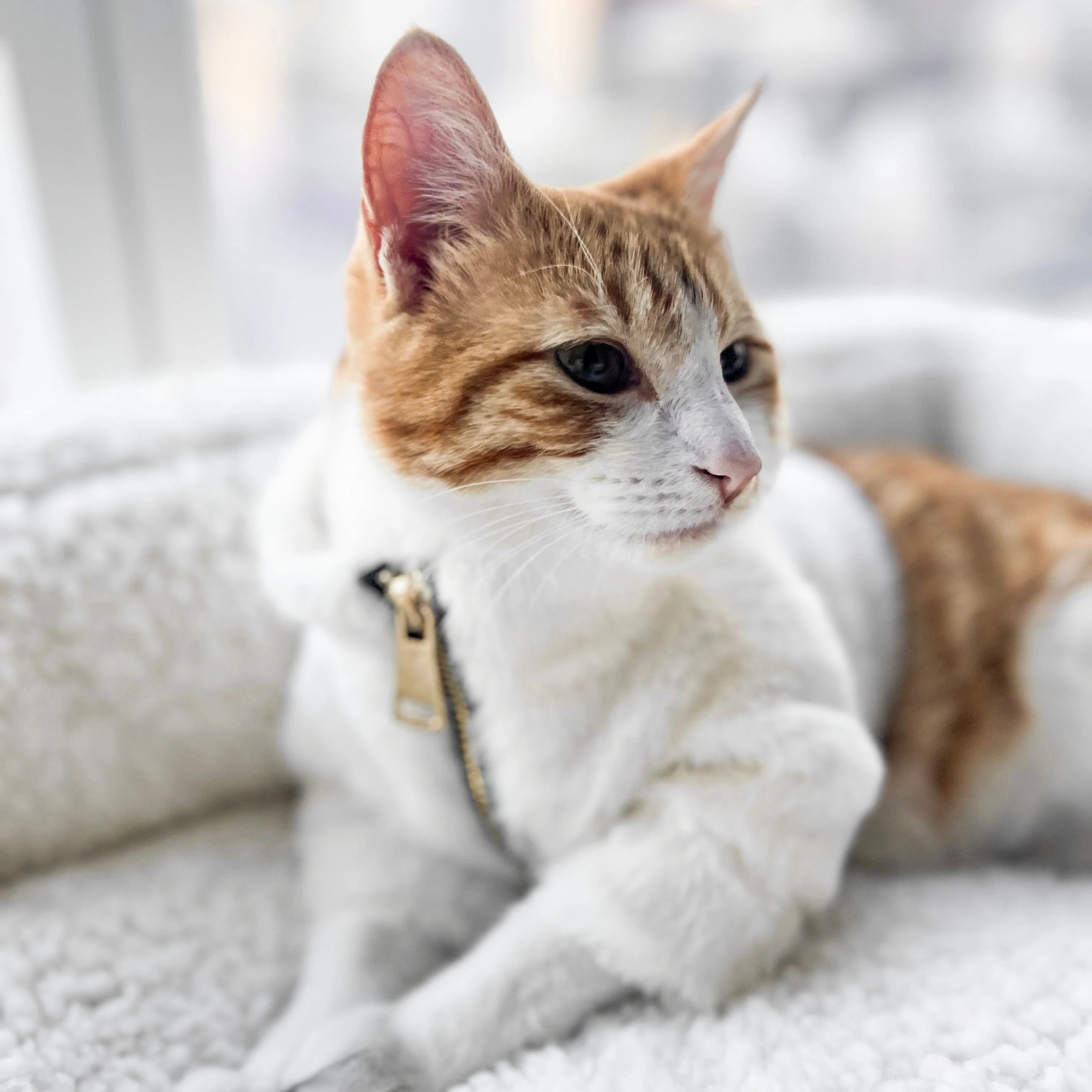 Furi Pet Coat - Bone - Image 3