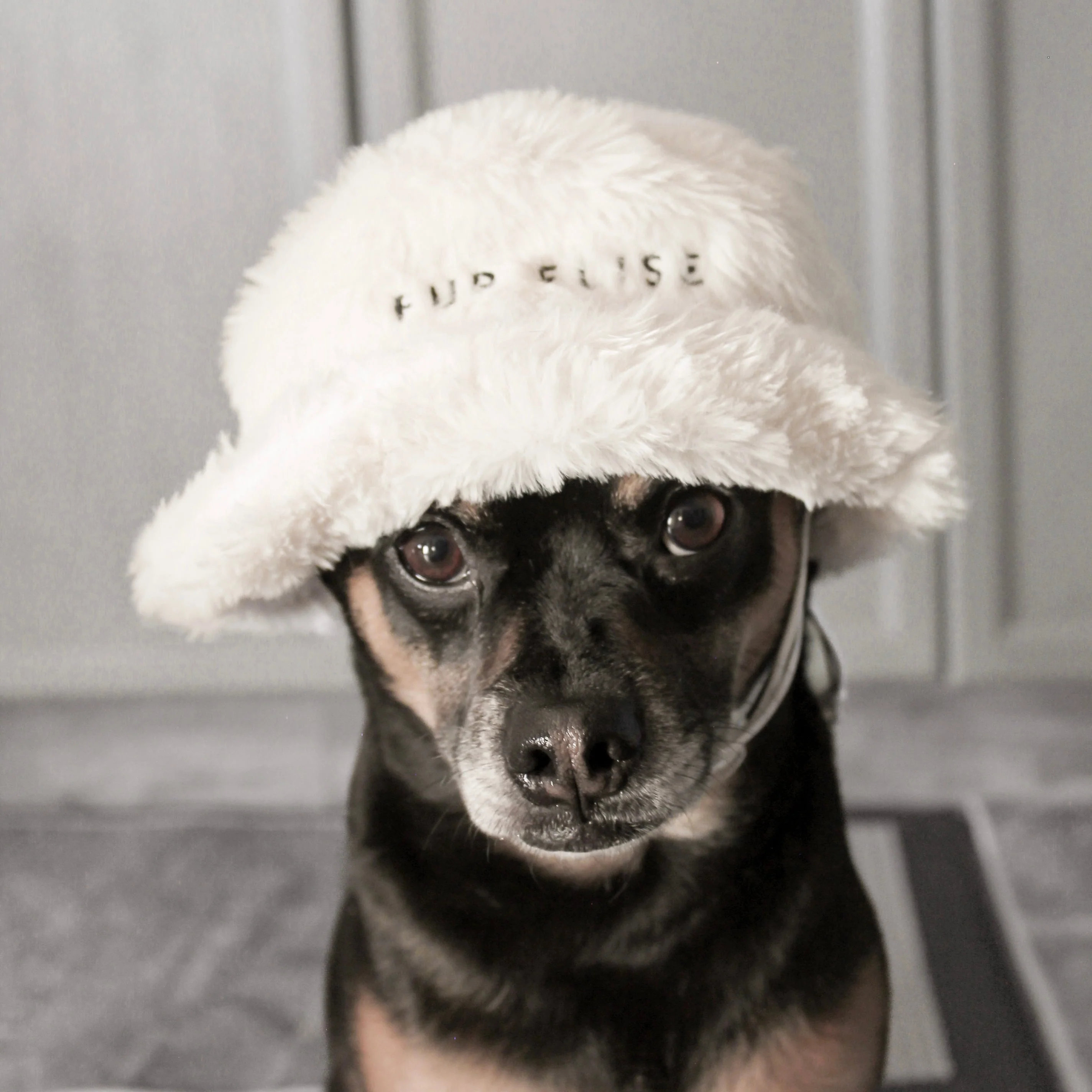 Furi Pet Hat - Bone - Image 3