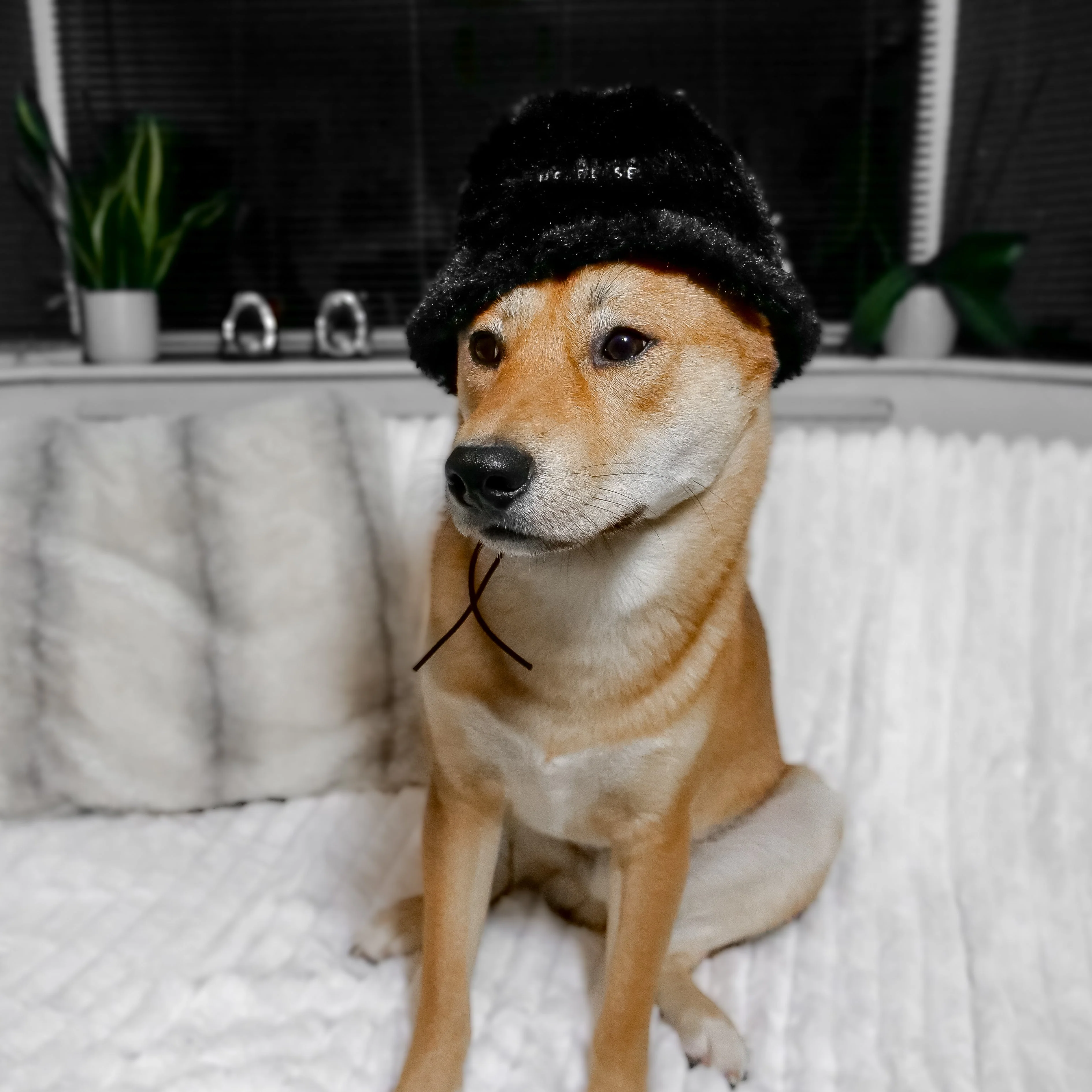 Furi Pet Hat - Noir - Image 3