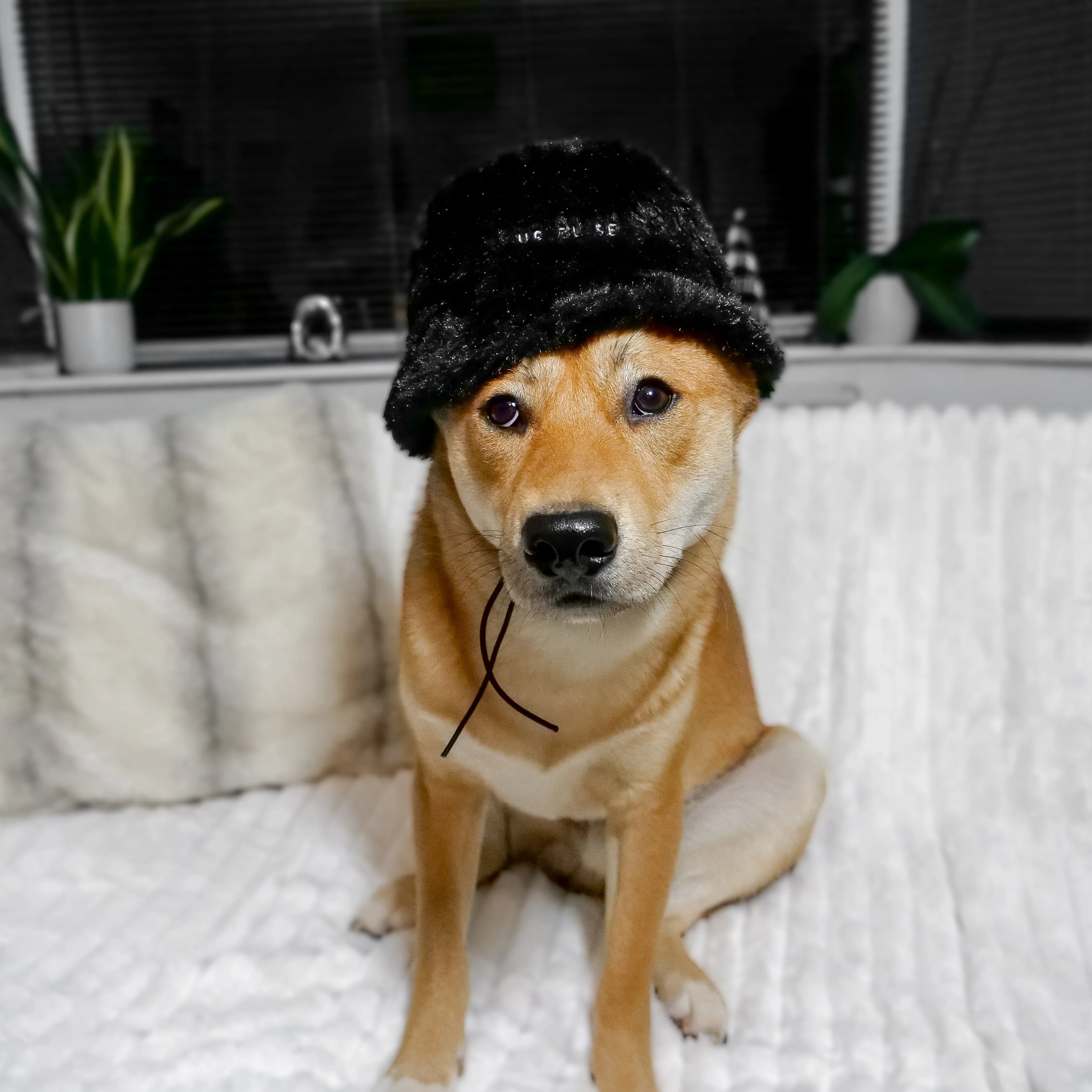 Furi Pet Hat - Noir - Image 4