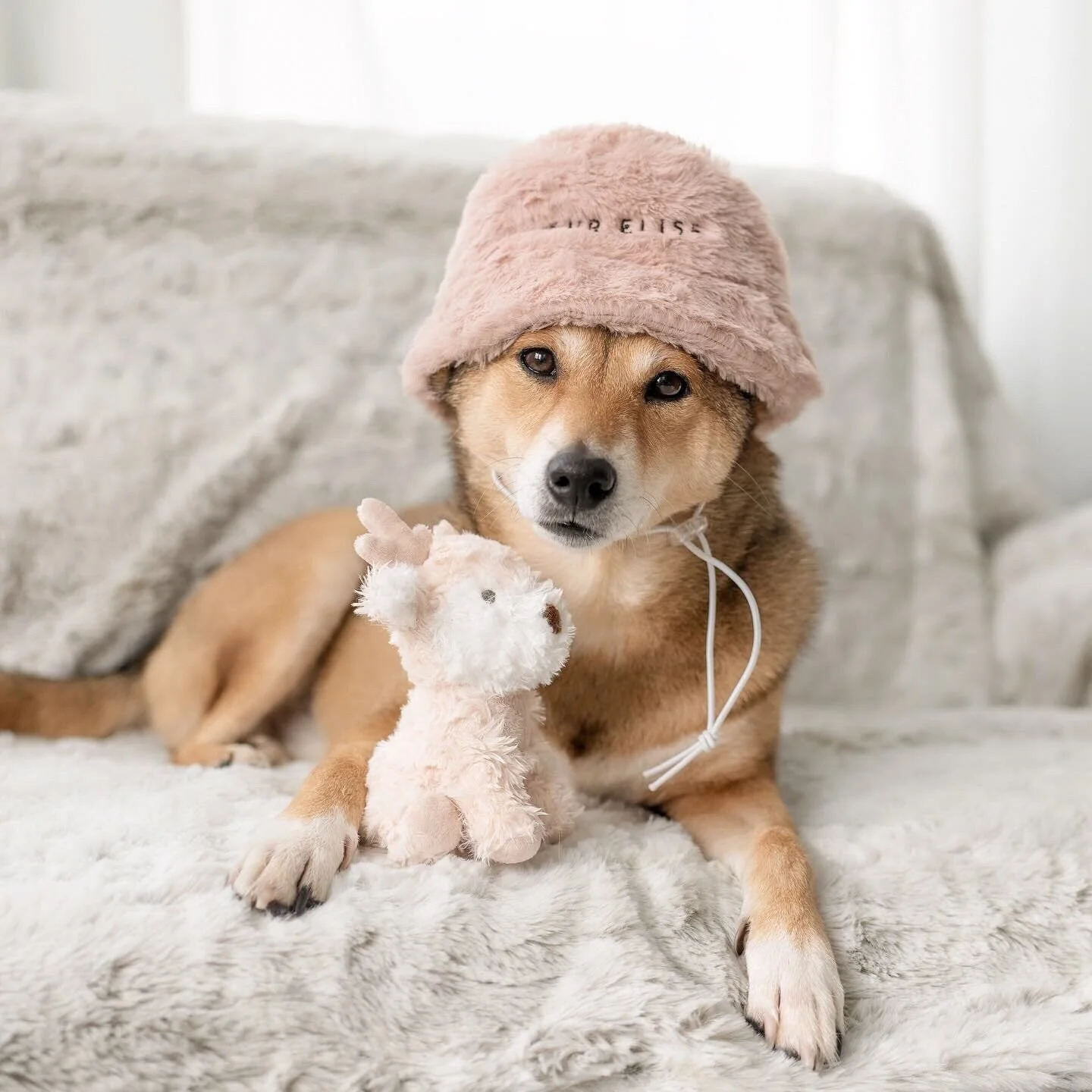 Furi Pet Hat - Sand - Image 3