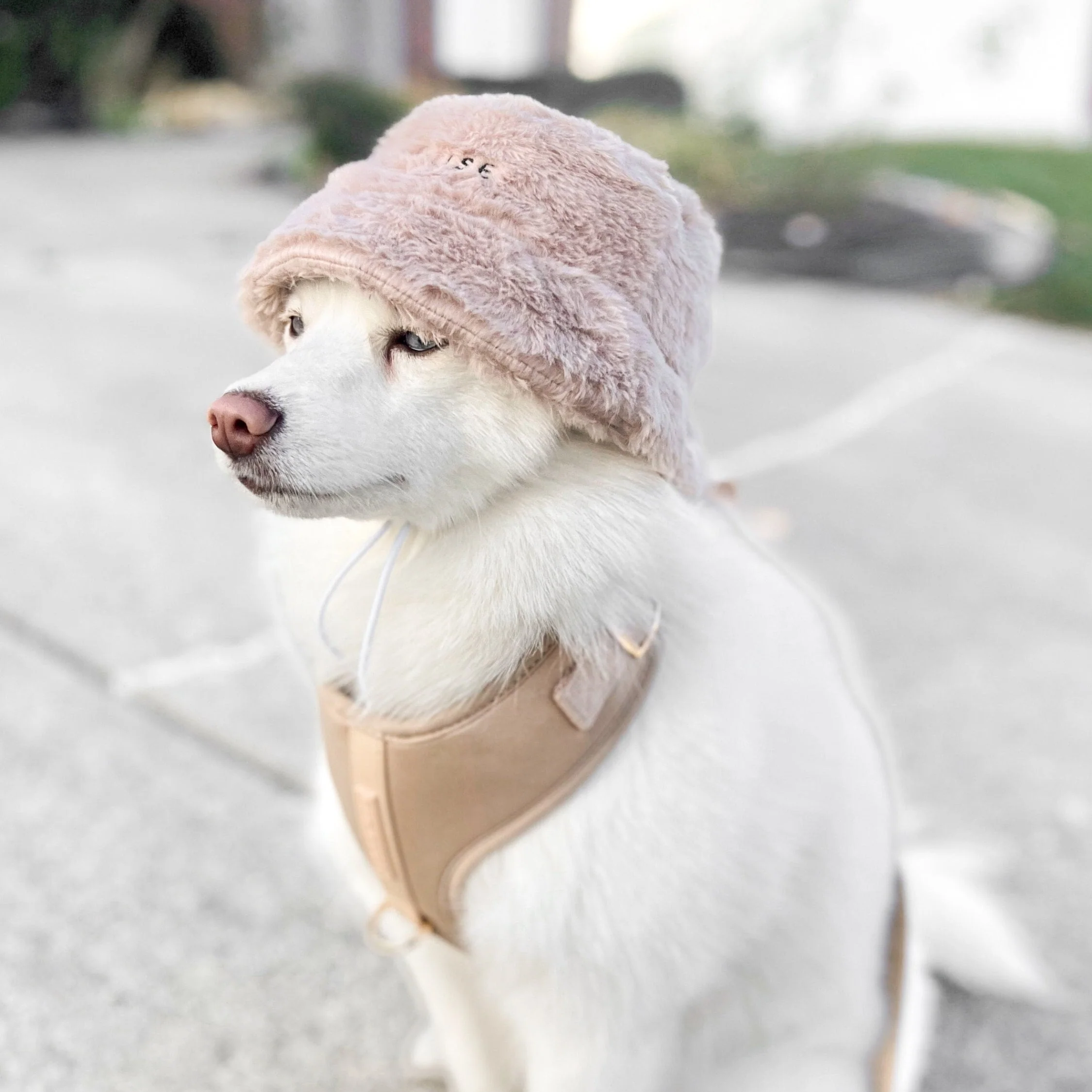Furi Pet Hat - Sand - Image 4