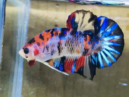 Galaxy Koi Betta - Image 2