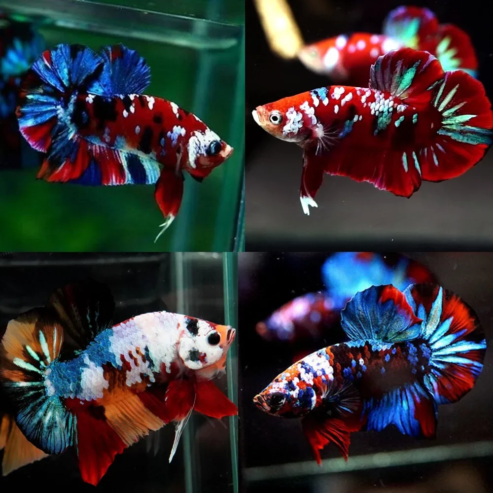 Galaxy Koi Betta - Image 3