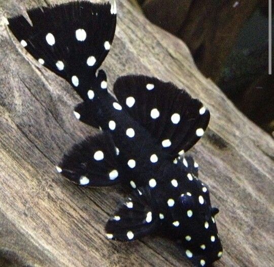 Galaxy Pleco - Image 2