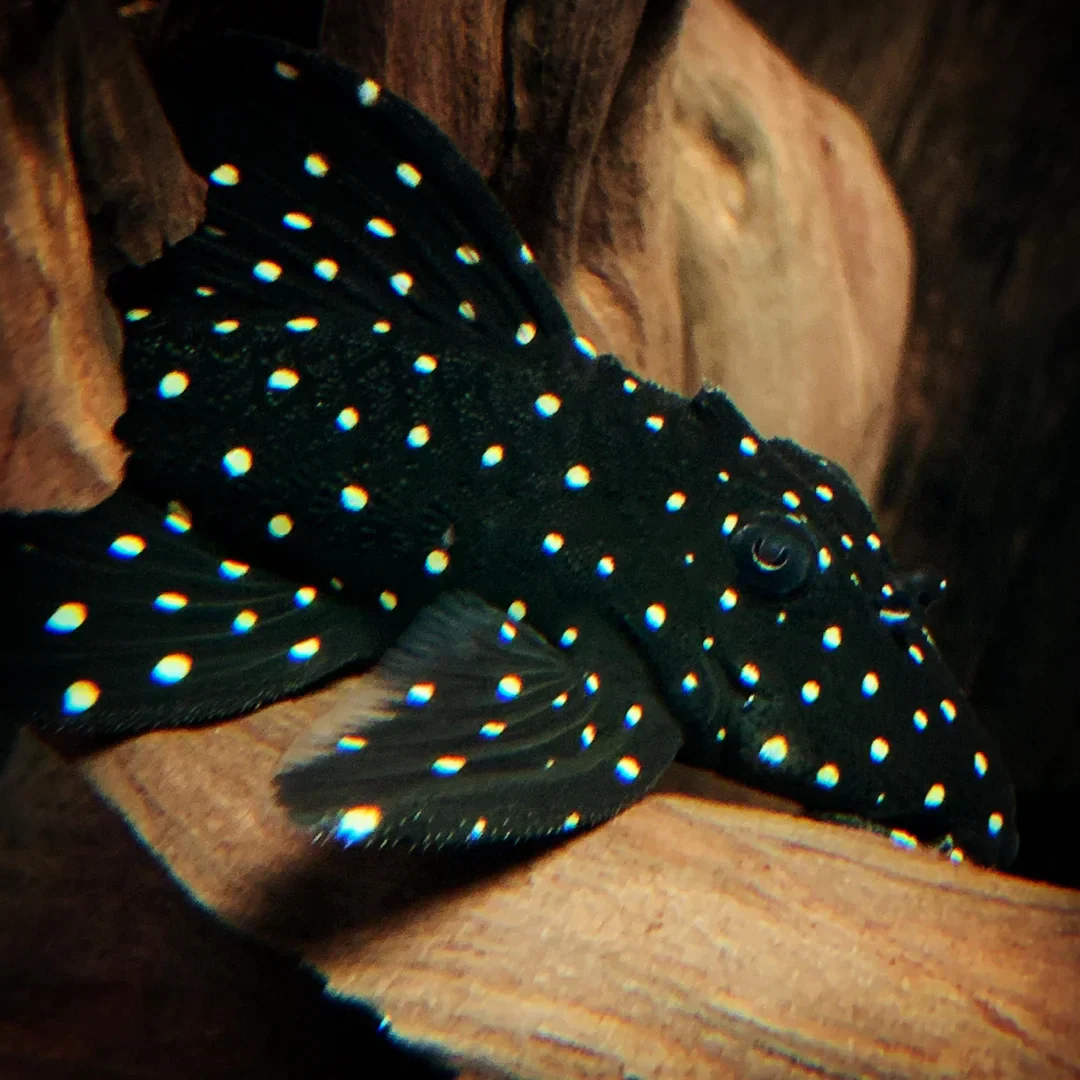 Galaxy Pleco - Image 3