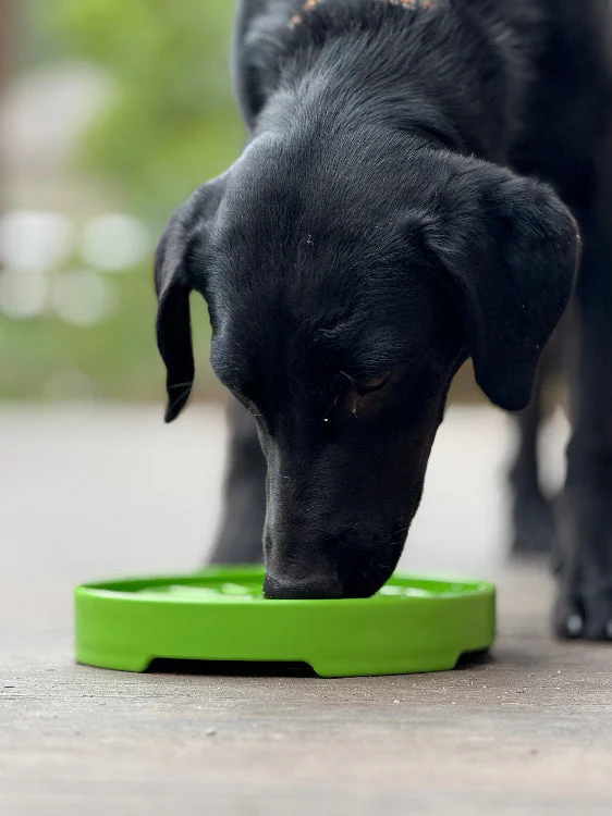 Garden Design eTray - Shallow Slow Feeder Dog Bowl for Enrichment | USA - Image 9