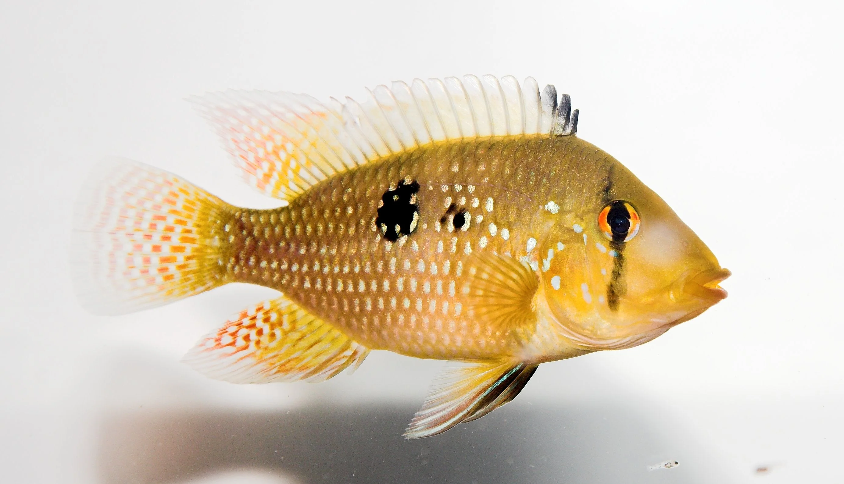 Geophagus brasiliensis - Image 2