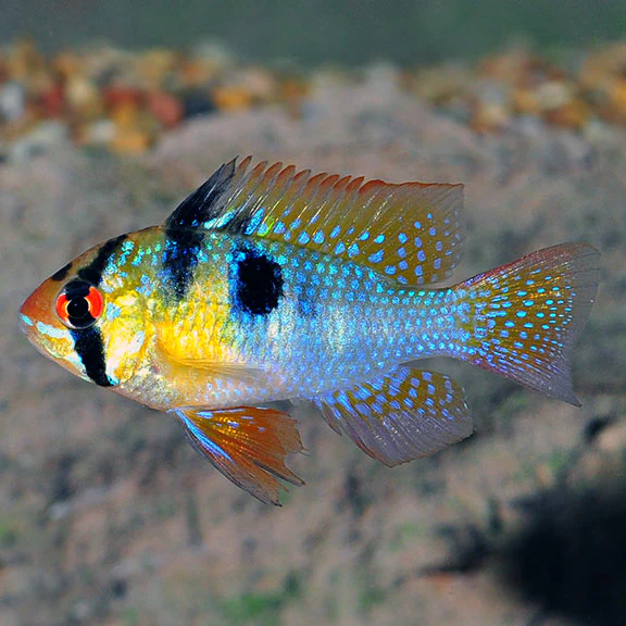 German Blue Rams - Image 2