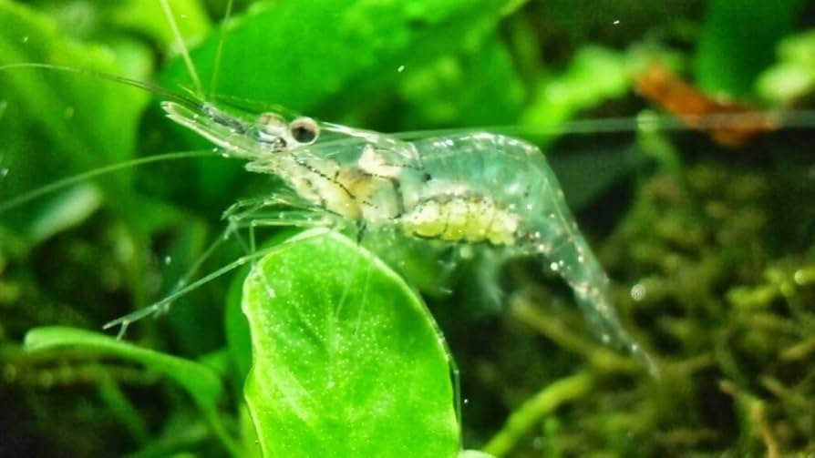 Ghost Shrimp (Pack of 25) - Image 2