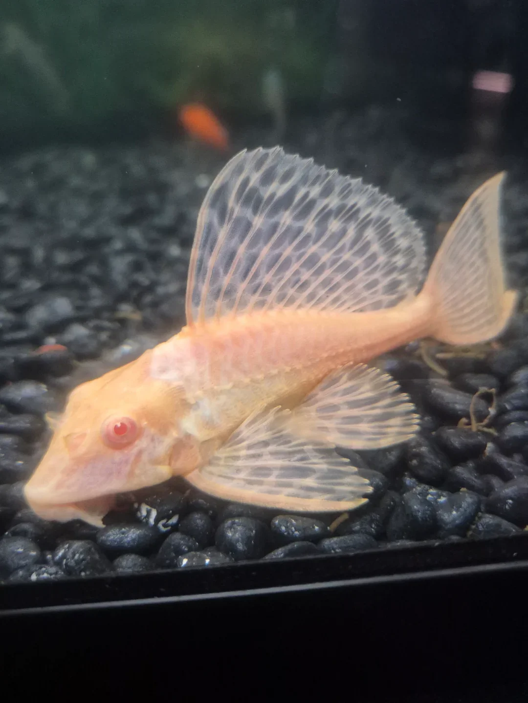 Gibbiceps Albino Pleco (Albino Sailfin Pleco) - Image 2