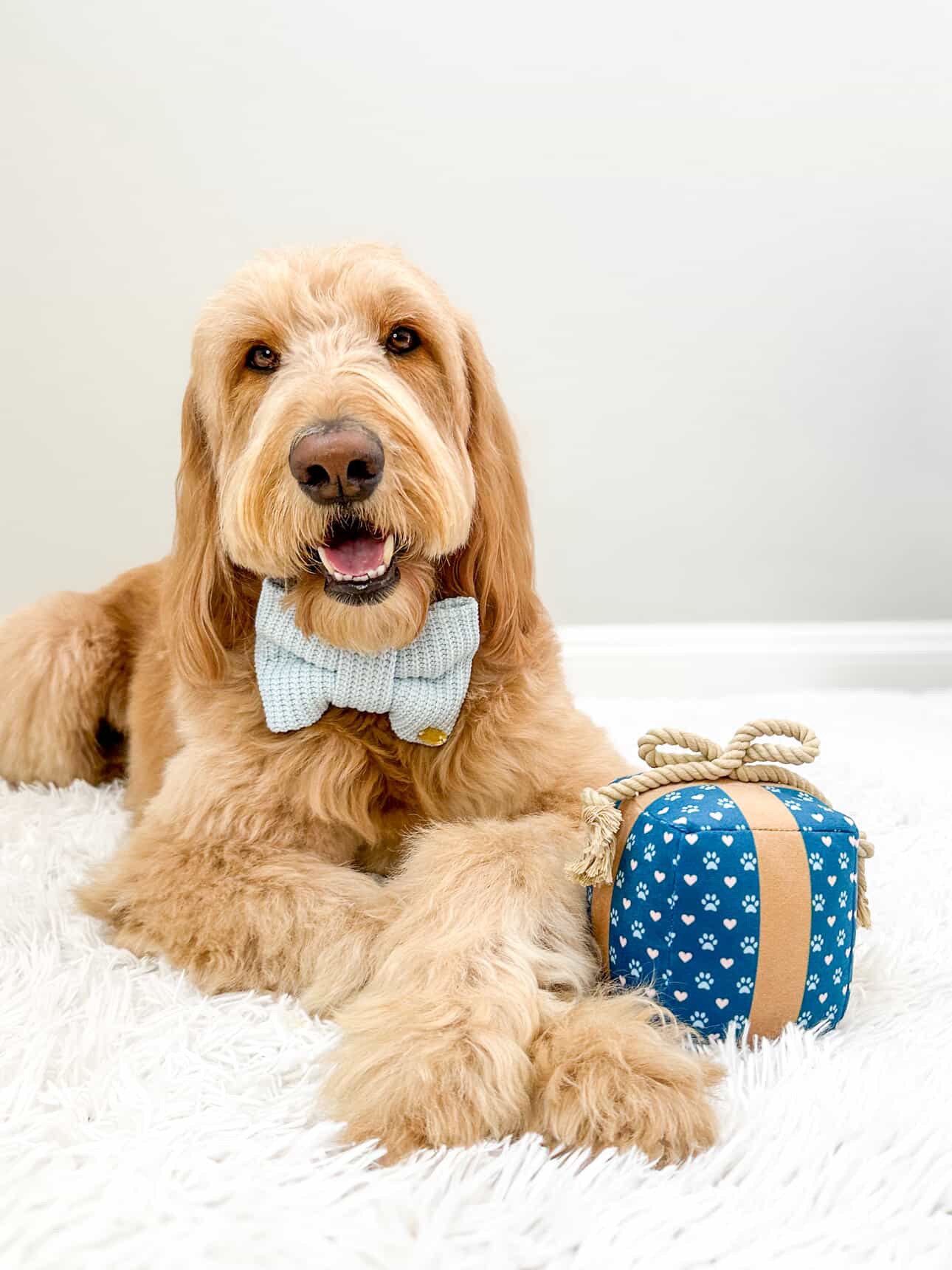 Gift Box Squeaky Dog Toy – Birthday Present Dog Toy with Crinkle Paper and Rope Bow, Durable & Plush for Tug of War and Chew Play - Image 2