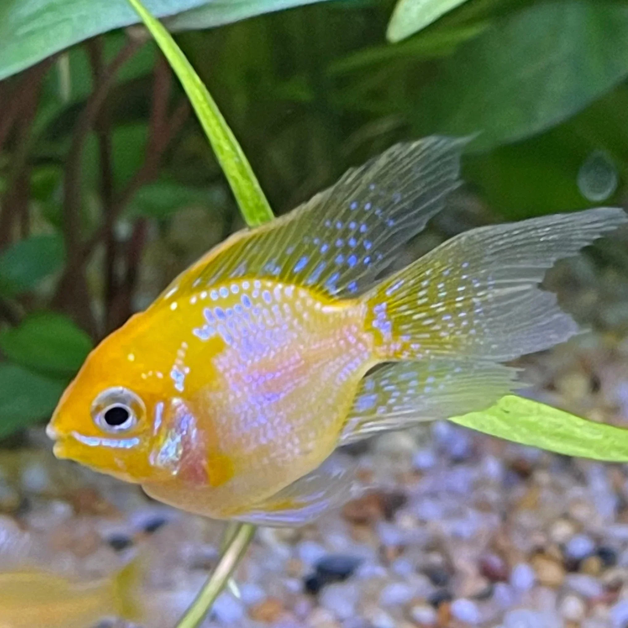Gold Balloon Ram (Mikrogeophagus ramirezi) - Image 2