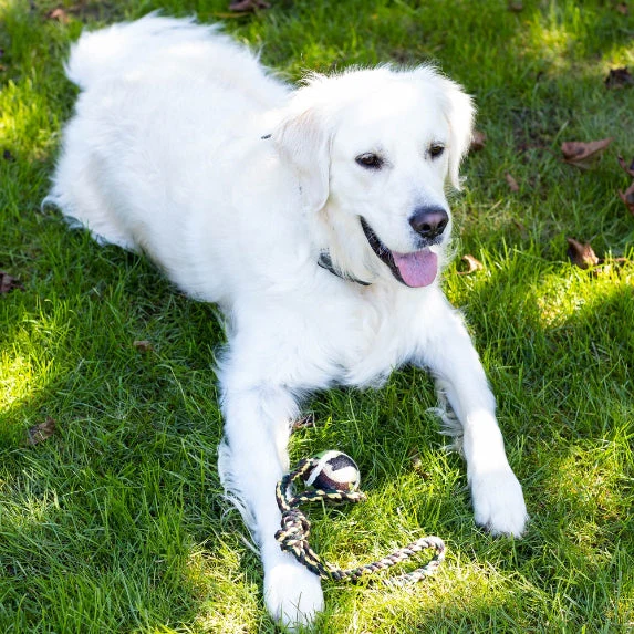 Good Dog Gift Box - Image 7