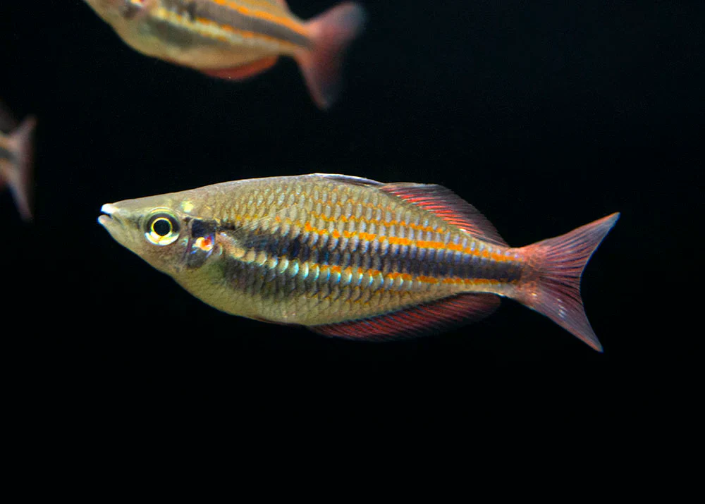 Goyder River rainbowfish (Melanotaenia trifasciata) (PAIR) - Image 2