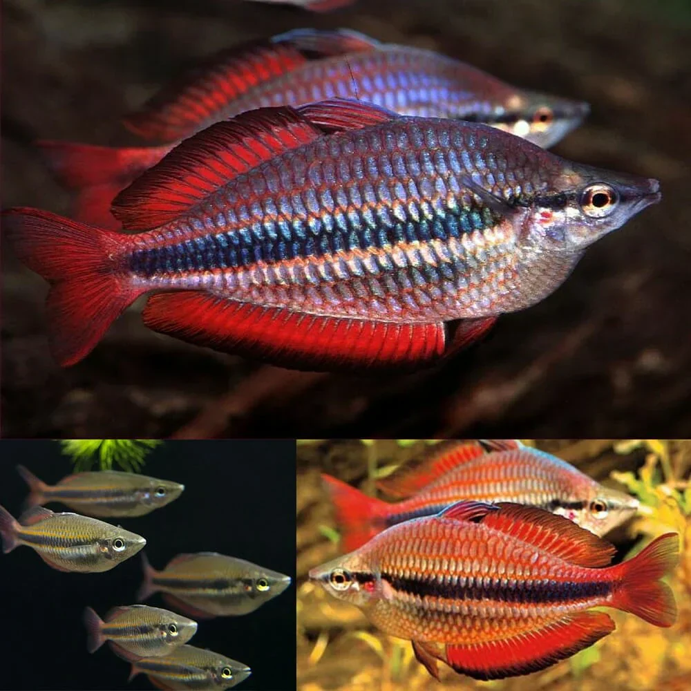 Goyder River rainbowfish (Melanotaenia trifasciata) (PAIR) - Image 3