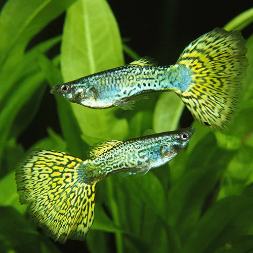 Green Platinum Guppy X 1 PAIR - Image 2