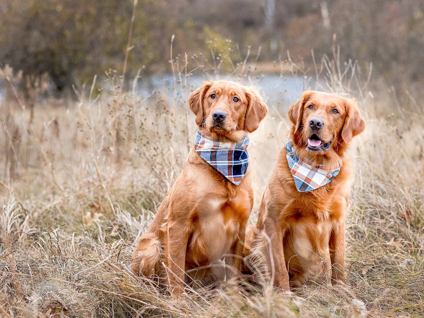 "Grey Planets" Dog Bandana - Image 5