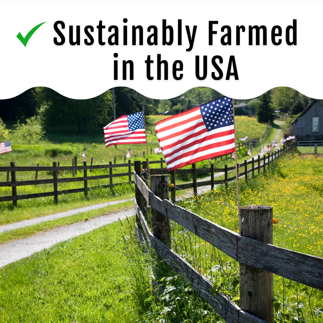 GrubFuel - Black Soldier Fly Larvae for chickens - Image 10