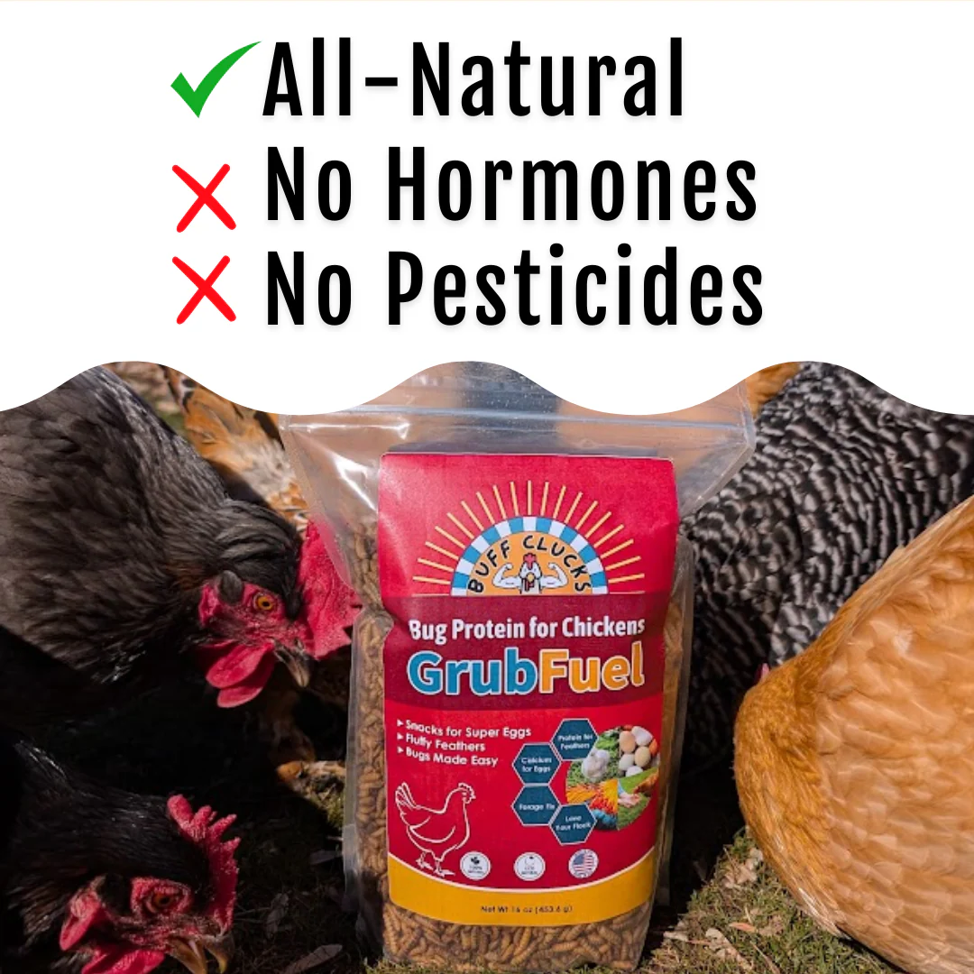 GrubFuel - Black Soldier Fly Larvae for chickens - Image 3