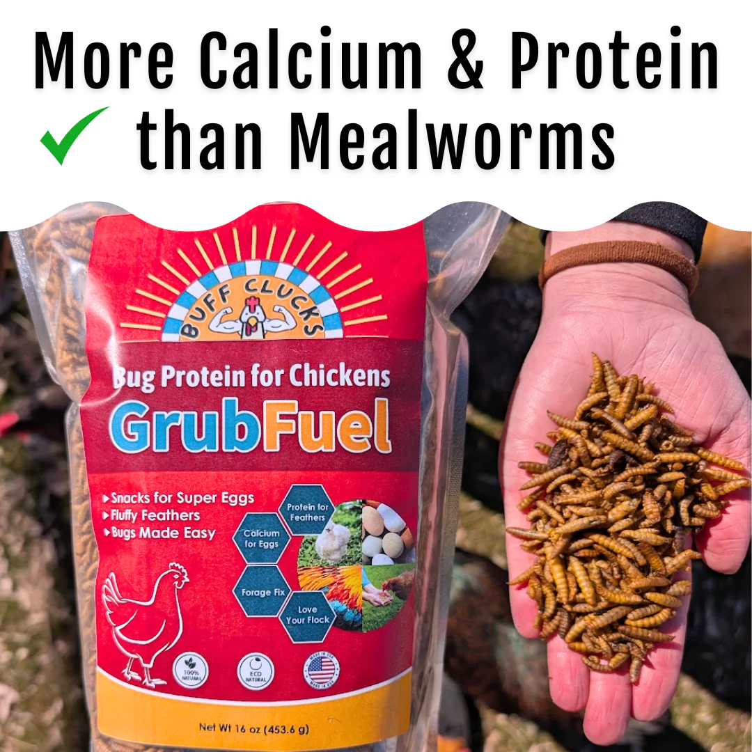 GrubFuel - Black Soldier Fly Larvae for chickens - Image 4