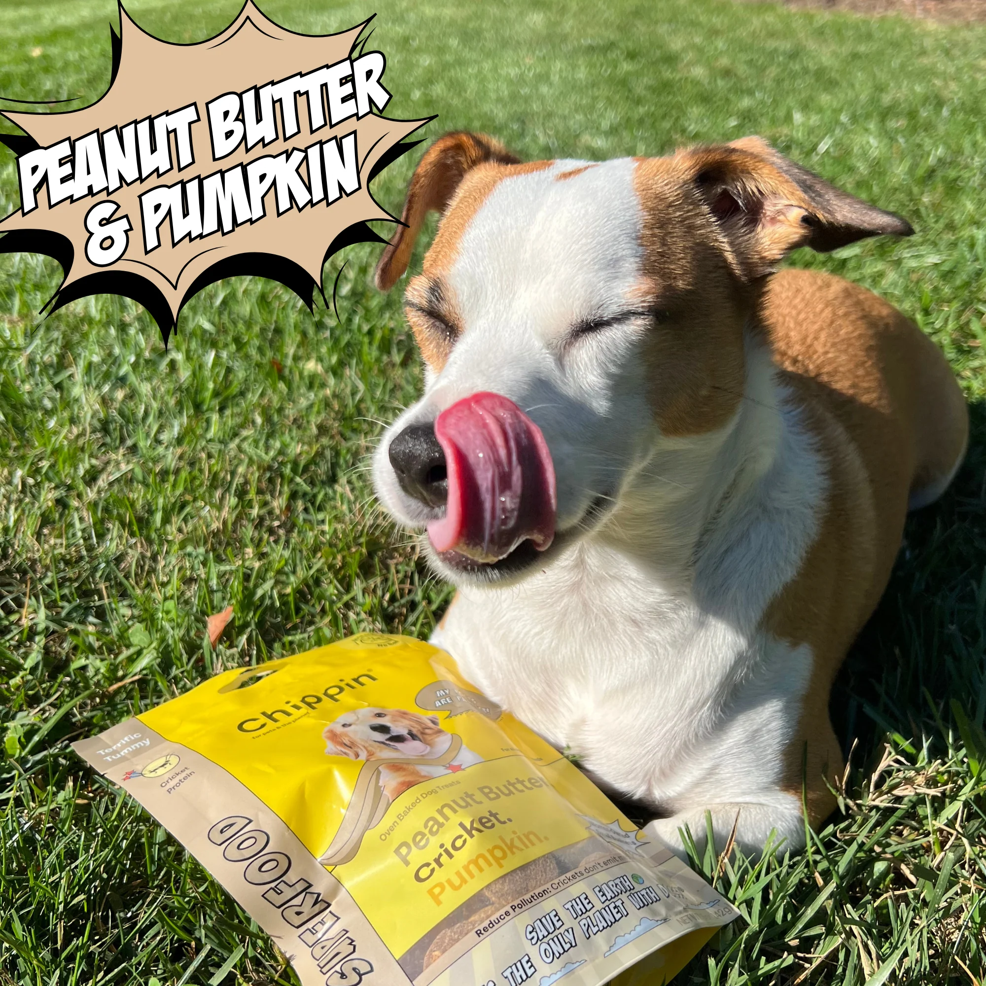 Gut Healthy Dog Treat Variety Bundle - Image 5
