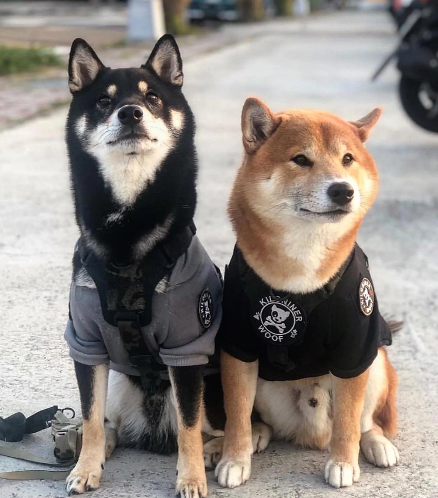 H1 Tactical Dog Hoodie - Image 5