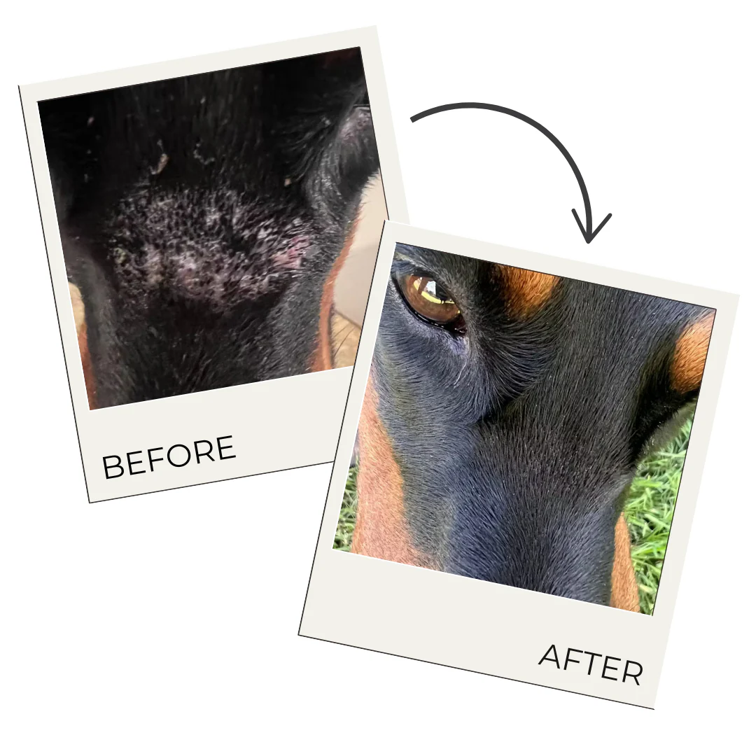 Hair Regrowth Spray for Dogs & Horses - Image 4