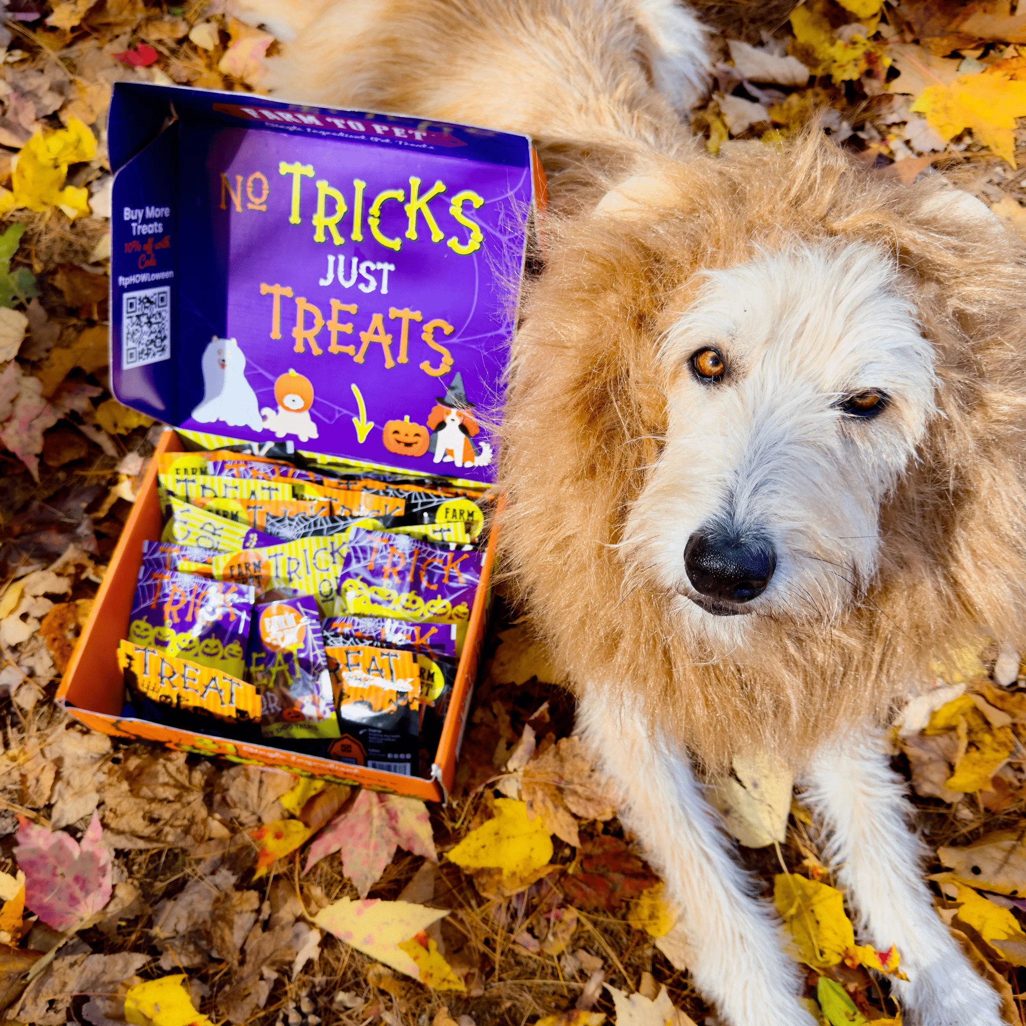 Halloween 31 Snack Pack Dog Treat Box - Image 8