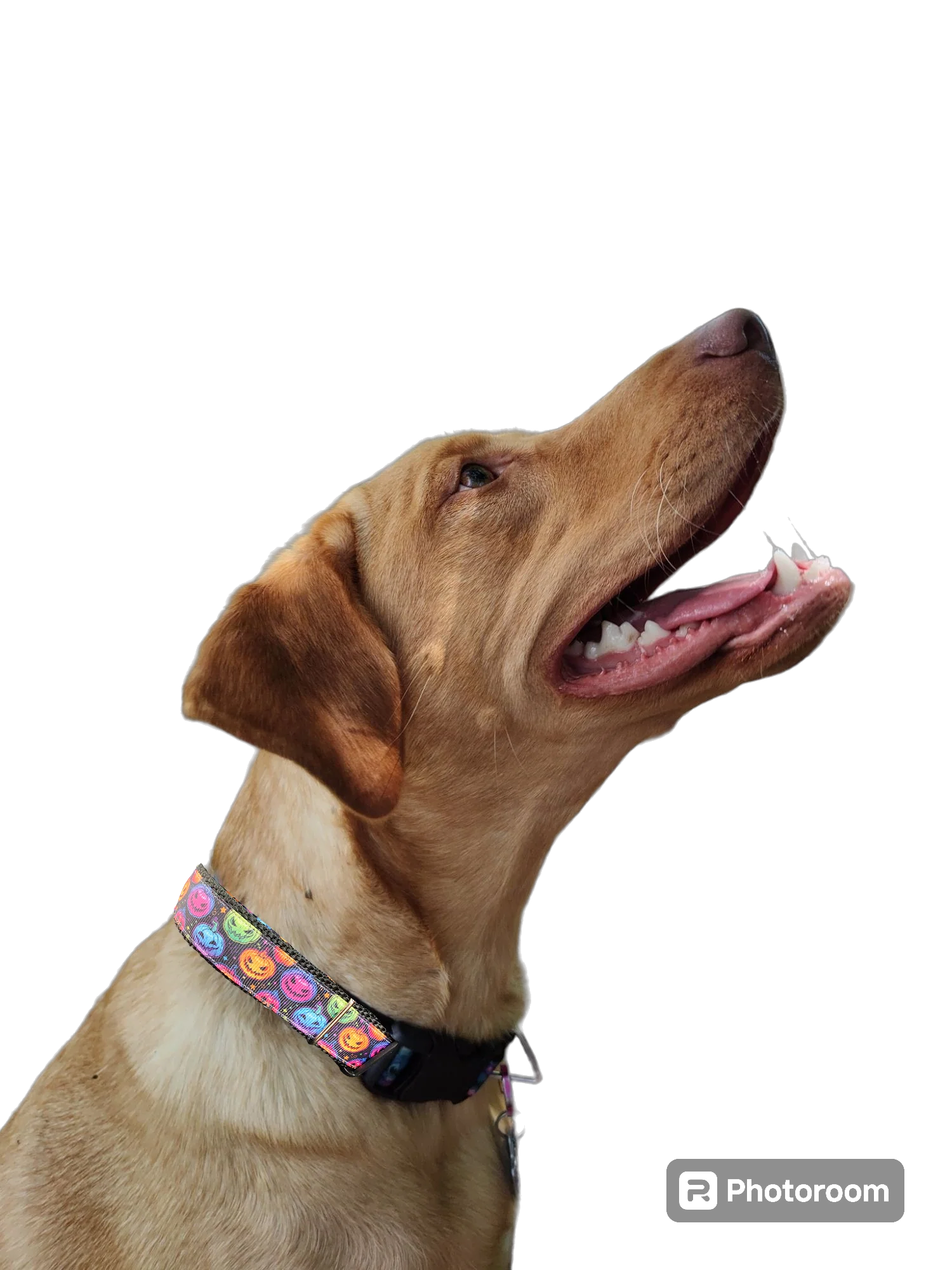 Halloween Colorful Jack O Lanterns Nylon Dog Collar - Image 3