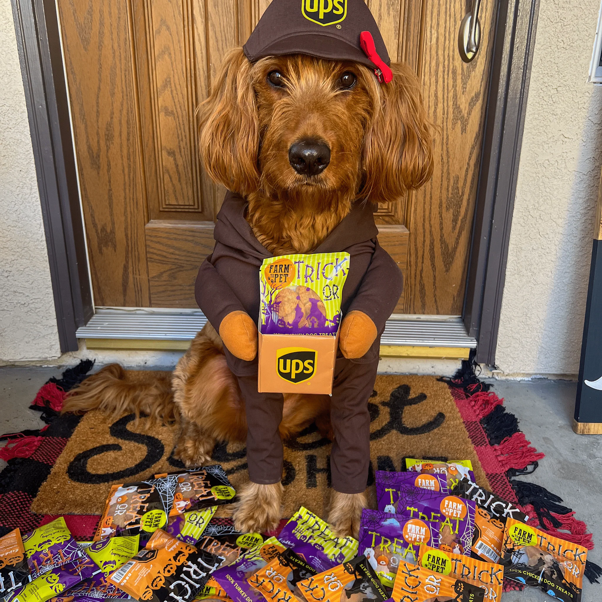 Halloween Dog Treat Snack Pack 24-Piece Bundle - Image 10