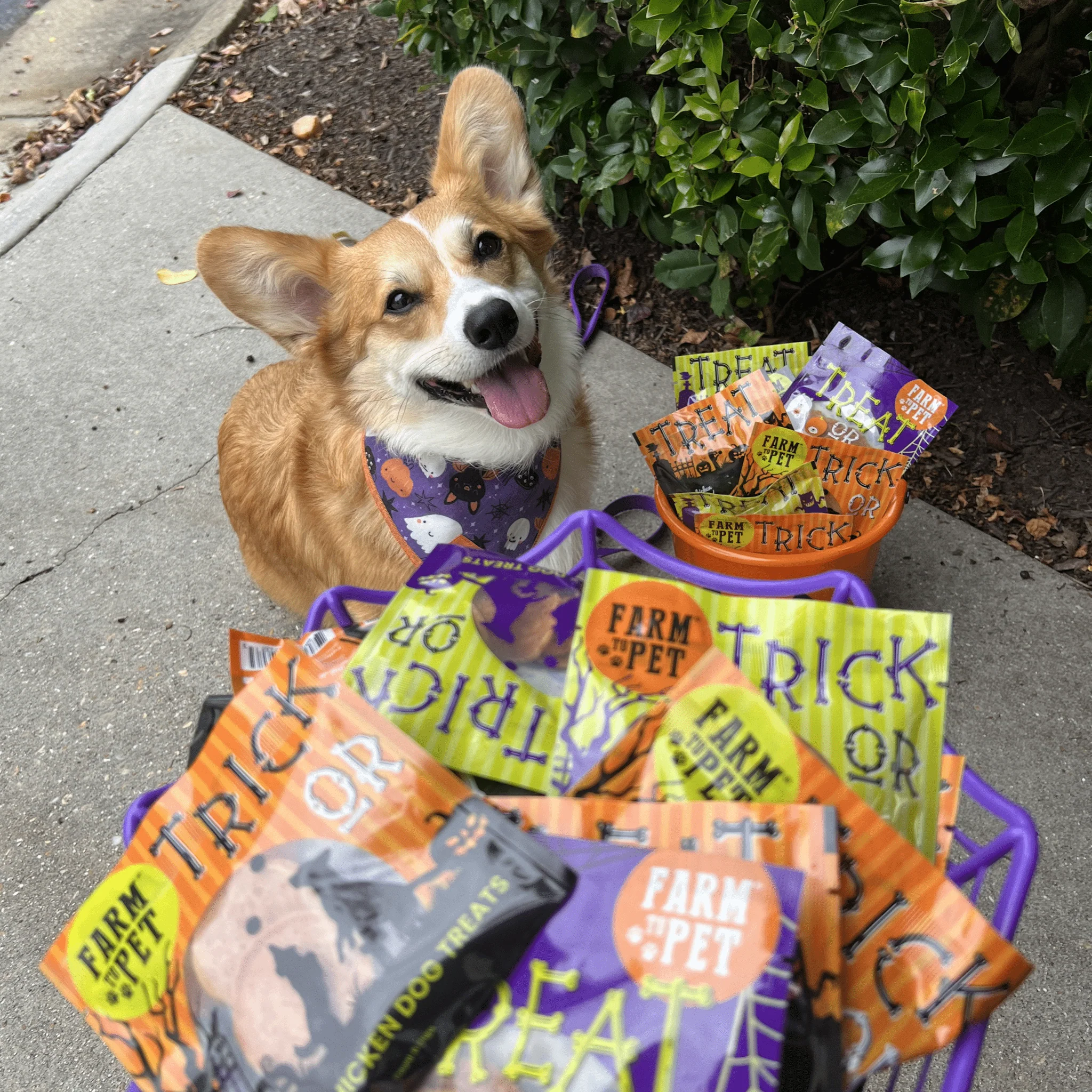 Halloween Dog Treat Snack Pack 24-Piece Bundle - Image 9