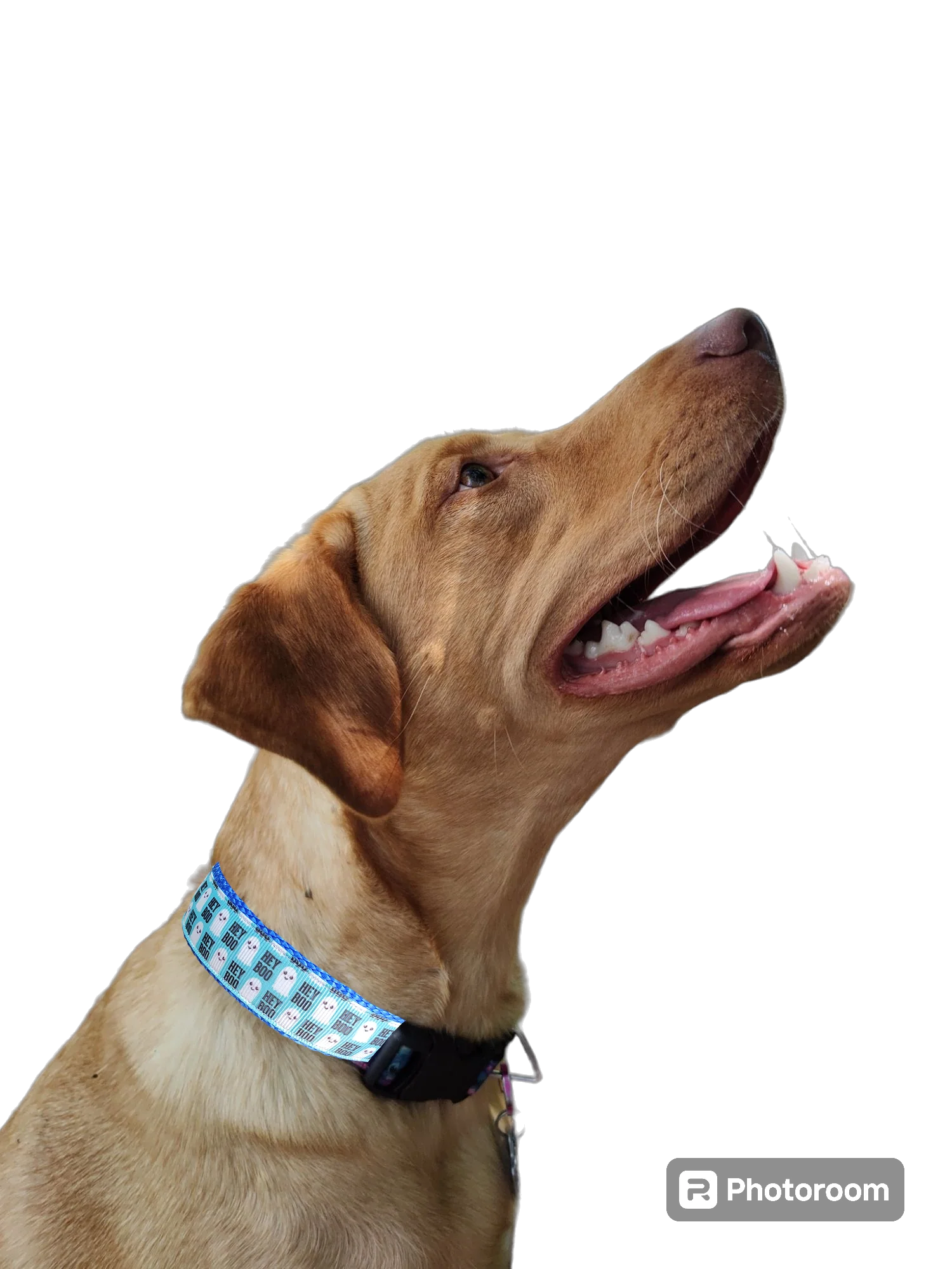 Halloween Hey BOO! Nylon Dog Collar - Image 3