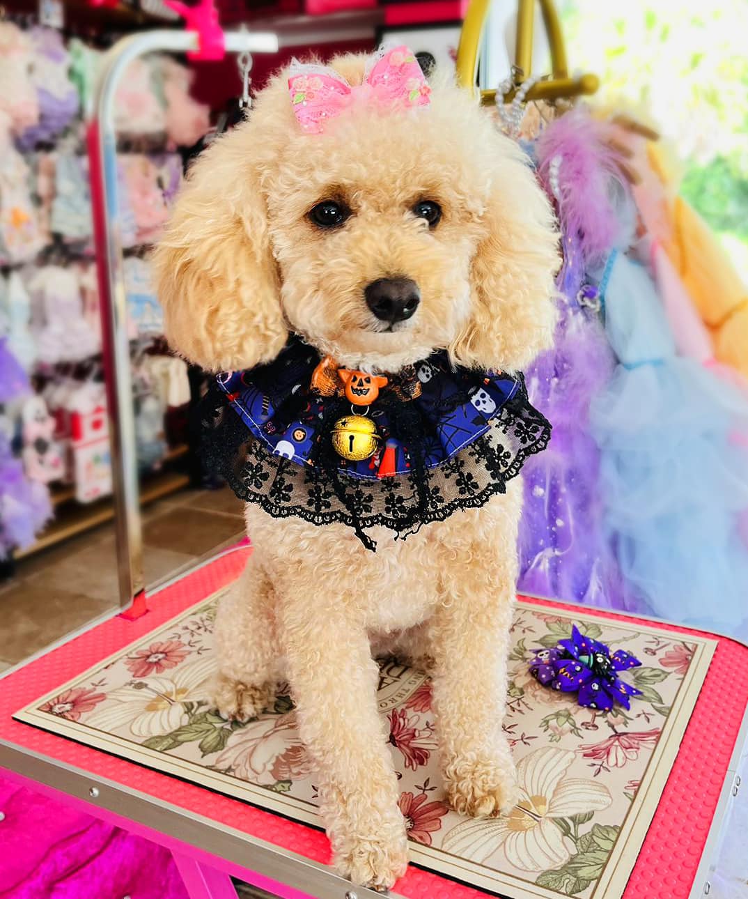 Halloween Pet Ruffle Collar with Lace, Bow & Bell - Image 2