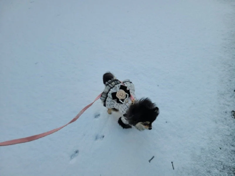 Handmade Luxury Pet Tweed Coat Dog Dress Outfit For Winter Fashion - Image 12