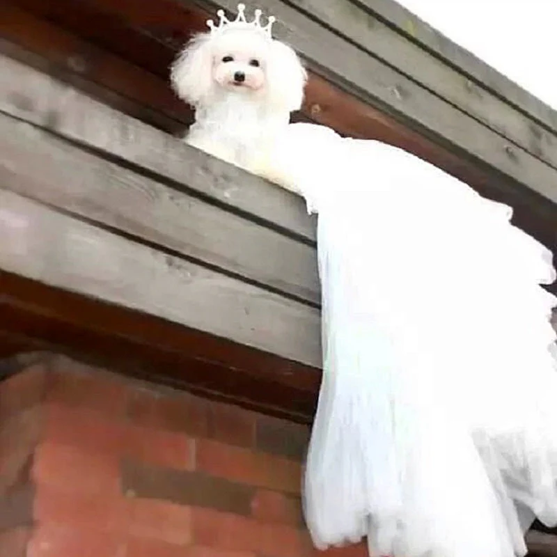 Handmade Luxury White Pet Wedding Dress Dogs Cats Bridal Gown - Image 6