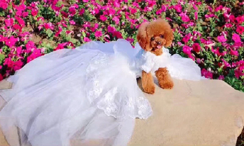 Handmade Luxury White Pet Wedding Dress Dogs Cats Bridal Gown - Image 7