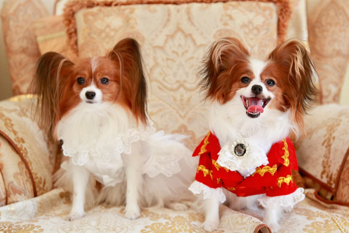 Handmade Regal French Court Dog Clothes Tailcoat Luxury Pet Suit With Shirt Lace and Gold Detailing - Image 5