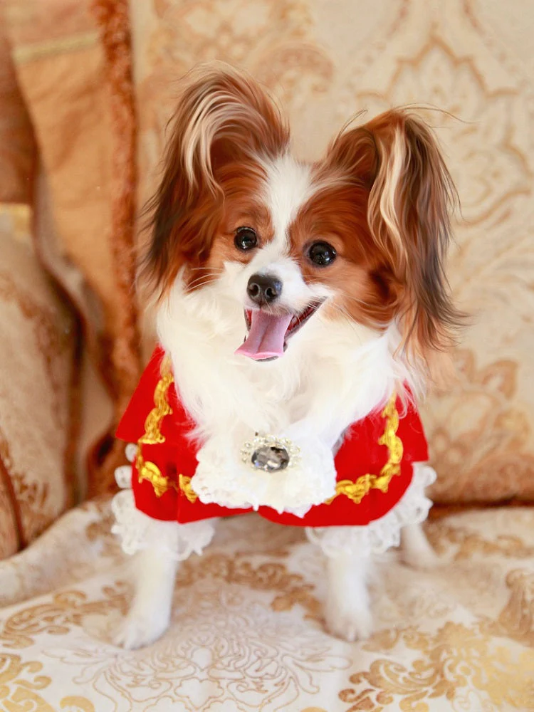 Handmade Regal French Court Dog Clothes Tailcoat Luxury Pet Suit With Shirt Lace and Gold Detailing - Image 6